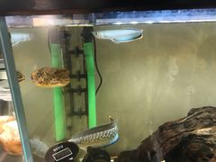 -甜心闲生传统手工冰粉(奎星楼店)