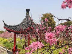 -南汇桃花村
