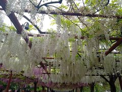 -嘉定紫藤园