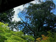 -西芳寺(苔寺)