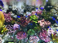 -暹罗海洋世界