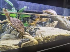 -灵龟之家百象馆(百象馆联合旗舰店)
