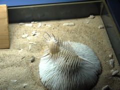 -亚龙湾中心广场·贝壳馆