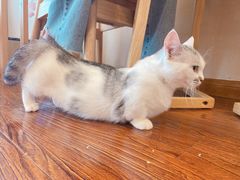 -浅草猫吧猫咖 购宠桌游 约会社交(红鼎国际名苑店)