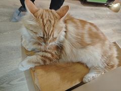 -MOCHA明星猫咖(田子坊店)