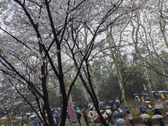 -武汉大学-樱园