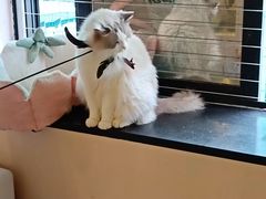 -楼上猫咖(罗湖店)