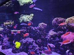-悉尼海洋生物水族馆