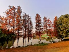 -海珠湖公园