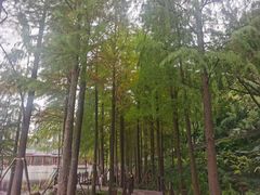 -重庆彩云湖湿地公园