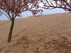 -古柏渡飞黄旅游区