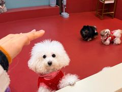 -和它·交个朋友·狗咖猫咖(爱琴海店)