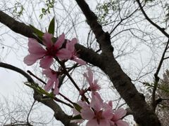 -石家庄市植物园