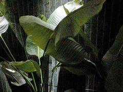 -涟LIAN·泰式按摩·MASSAGE·SPA(华强北店)