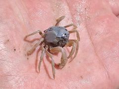 -北海金海湾红树林生态旅游区