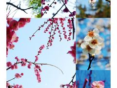 -吴江公园