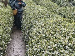 -龙坞茶村