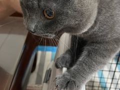 -瑞派福兴宠物医院犬猫全科·骨科·中西医结合(河东店)