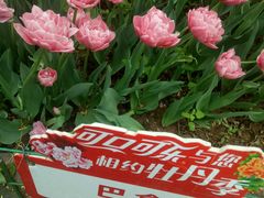 -洛阳郁金香牡丹园