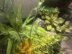 -华夏良子·足道SPA艾灸(王府井店)
