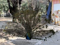 -独树成林