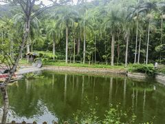 -西双版纳原始森林公园