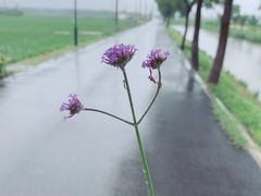 -嘉北郊野公园