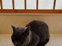 -Let's go狗咖·猫咖·奶狗·桌游(春熙路IFS店)
