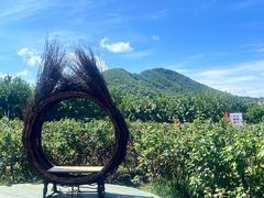 -亚龙湾国际玫瑰谷