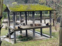 -中国大熊猫保护研究中心雅安碧峰峡基地
