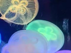 -太平洋海底世界