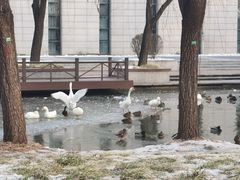 -海淀公园