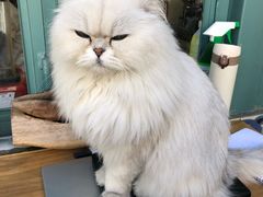 -喵屿·大理花园猫咖