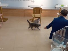 -喵宠乐园·撸猫互动·猫舍