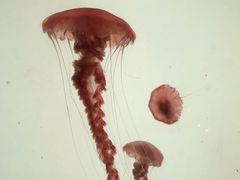 -沈阳海洋探索中心