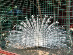-西双版纳总佛寺