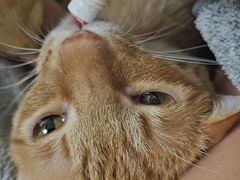 -凯特喵百思猫专科医院