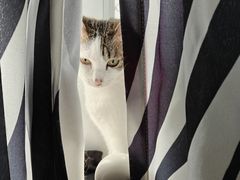 -中农大我爱我爱动物医院·核磁CT·猫病·24小时夜诊中心(石佛营店)