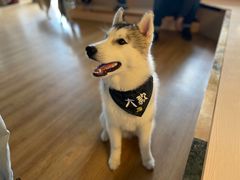 -Husky Go! 哈士奇体验馆·宠物咖啡厅狗咖