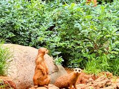 -云南野生动物园