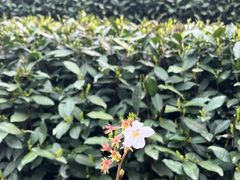 -龙坞茶村