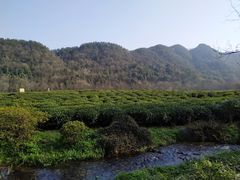 -中国茶叶博物馆(双峰馆区)