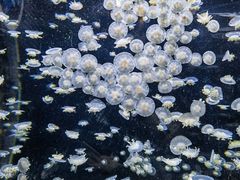 -太平洋海底世界