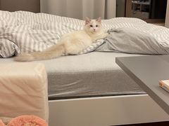 -猫大福·Fortune Cat猫舍(百子湾店)