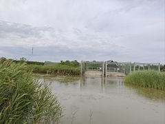 -盐城丹顶鹤湿地生态旅游区