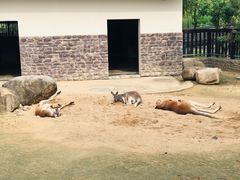 -上方山森林动物世界