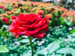 -花之城