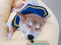 -逗柴咖啡屋·狗咖猫咖宠物桌游