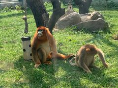 -西安秦岭野生动物园