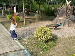 -合肥滨湖国家森林公园